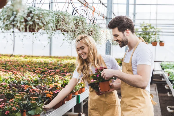 Couple of gardeners arranging pots with flowers in greenhouse — Stock Photo