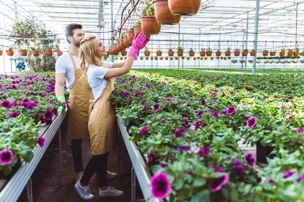 Pareja de jardineros en guantes trabajando en invernadero con flores - foto de stock