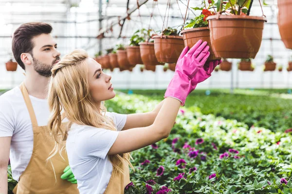 Jardiniers souriants arrangeant des pots avec des fleurs en serre — Photo de stock