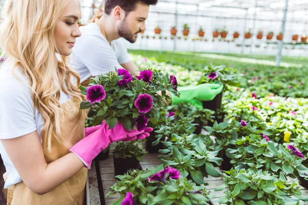 Jardineros masculinos y femeninos trabajando en invernadero - foto de stock