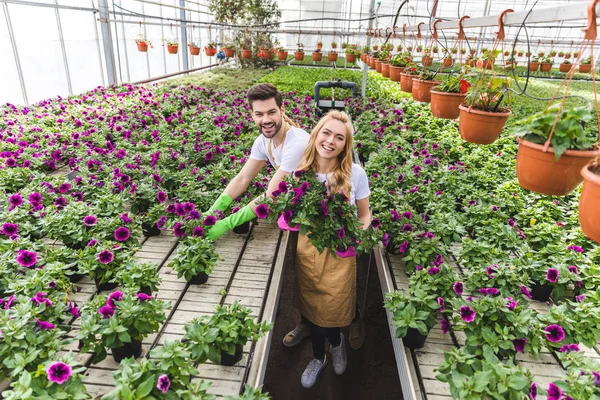 Jardineiros sorridentes que mantêm potes com flores em estufa — Fotografia de Stock