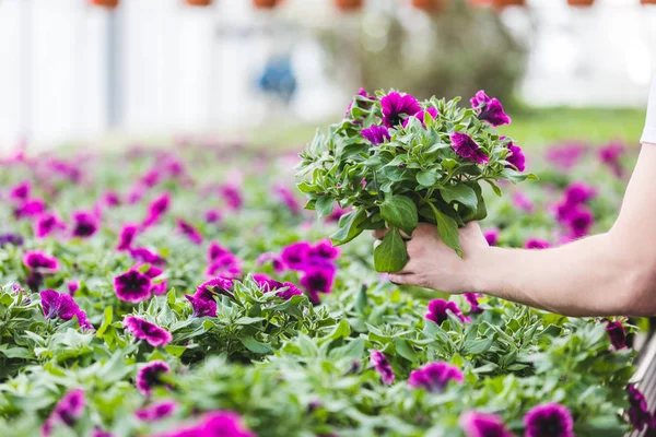 Abgeschnittene Ansicht von lila Blumen in den Händen des Gärtners — Stockfoto