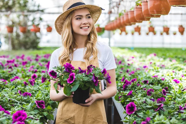 Joven jardinero femenino sosteniendo maceta con flores en invernadero - foto de stock