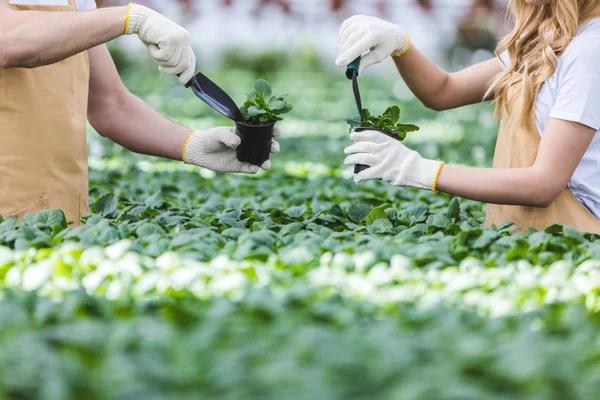 Vista de cerca de los jardineros plantando flores en el vivero - foto de stock