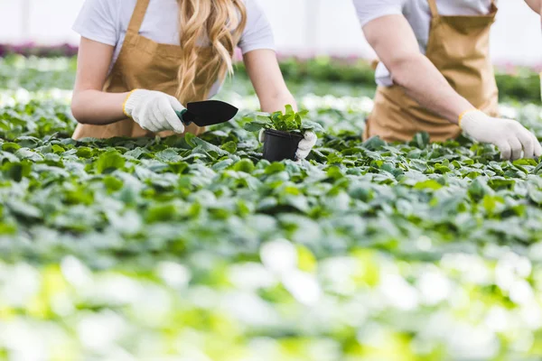 Close-up view of gardeners with shovels planting flowers in nursery — Stock Photo
