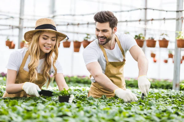 Jardineros sonrientes con palas plantando flores en invernadero - foto de stock