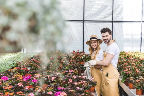 Jardineros con guantes de protección y la organización de flores en flor en macetas - foto de stock
