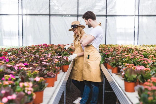 Casal de jardineiros em luvas trabalhando em estufa com flores — Fotografia de Stock