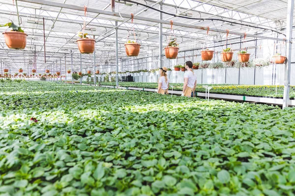 Casal de jardineiros andando entre plantas em estufa — Fotografia de Stock