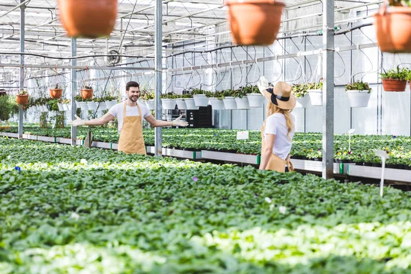 Jóvenes jardineros masculinos y femeninos que trabajan entre plantas en invernadero - foto de stock