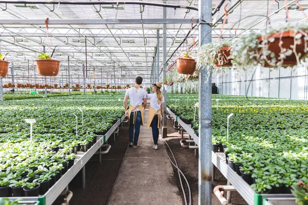 Casal de jardineiros andando entre plantas em estufa — Fotografia de Stock