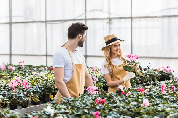 Couple of faemers in gloves working in greenhouse with flowers — Stock Photo