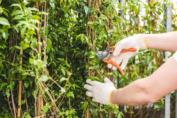 Vue rapprochée des plantes coupantes de jardinier avec élageur — Photo de stock