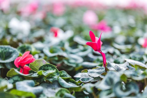 Pink Cyclamen flower among green leaves in greenhouse — Stock Photo