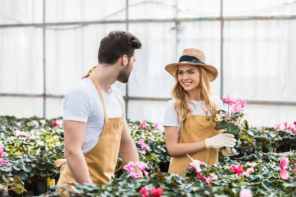 Jóvenes jardineros masculinos y femeninos arreglando flores de ciclamen - foto de stock