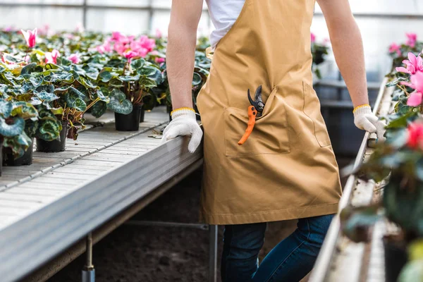 Vue rapprochée du jardinier mâle parmi les fleurs de cyclamen en serre — Photo de stock