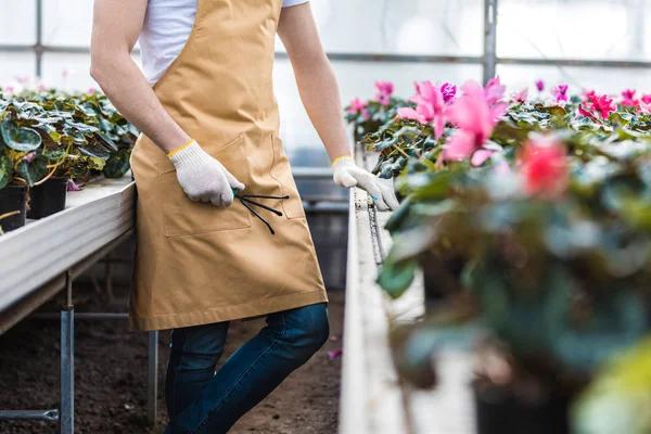 Vista de perto do jardineiro masculino plantando flores Cyclamen no berçário — Fotografia de Stock