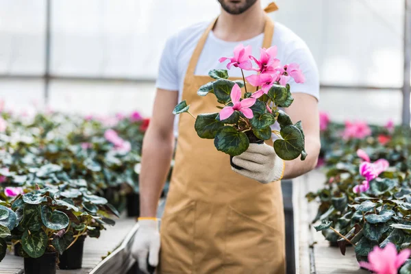 Close-up view of pot with Cyclamen flowers in male hands — Stock Photo