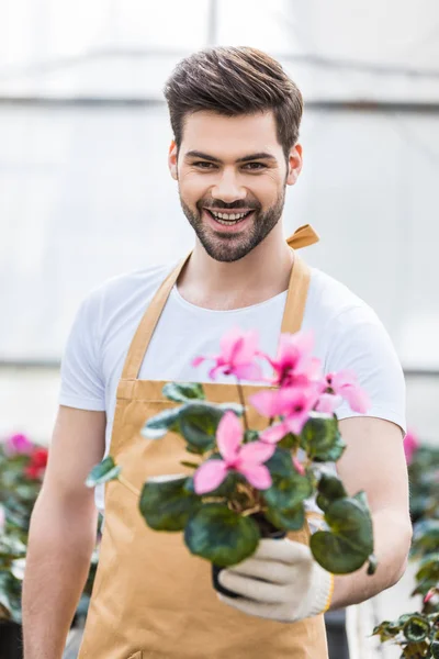 Jardinero masculino sonriente sosteniendo maceta con flores en invernadero - foto de stock