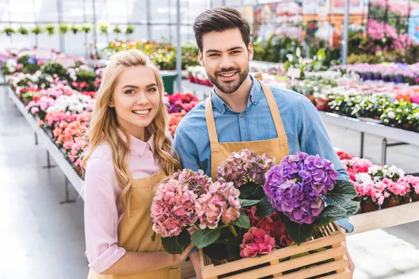 Pareja de jardineros sosteniendo macetas con flores de hortensia - foto de stock