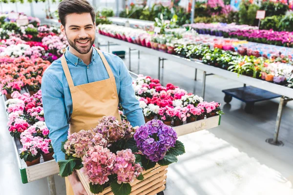 Lächelnder Gärtner mit Topf mit Hortensienblüten im Gewächshaus — Stockfoto