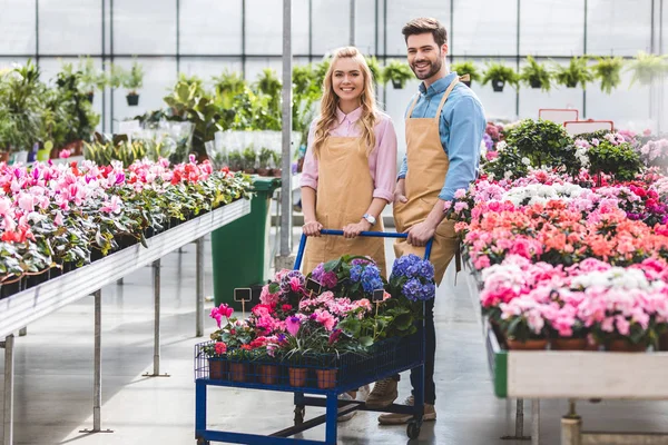 Jóvenes jardineros de pie junto al carro con flores en invernadero - foto de stock