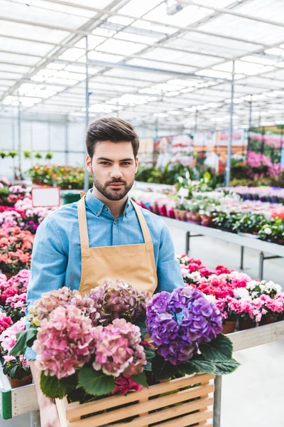 Beau jardinier tenant des fleurs d'hortensia en serre — Photo de stock