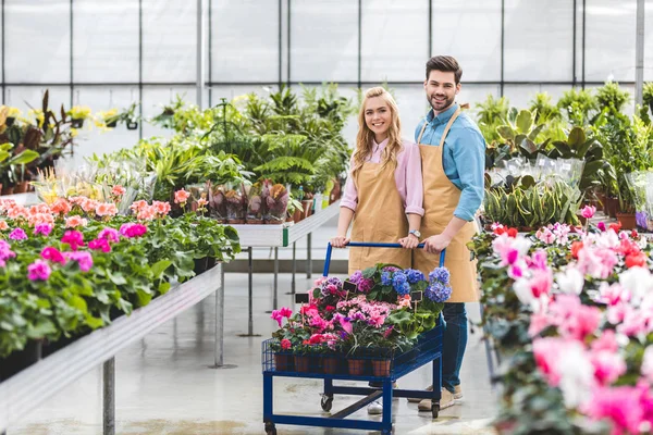 Jardineiros sorridentes segurando carrinho com flores em estufa — Fotografia de Stock