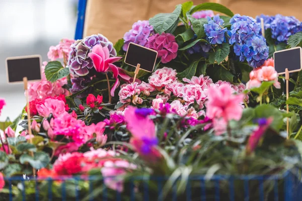 Pink and blue blooming flowers in pots with empty tags — Stock Photo