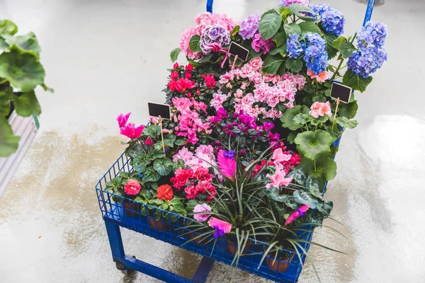 Chariot en métal avec fleurs en fleurs dans des pots avec étiquettes vides — Photo de stock