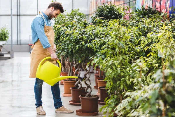 Jardineiro masculino com regador pode cuidar de plantas em estufa — Fotografia de Stock
