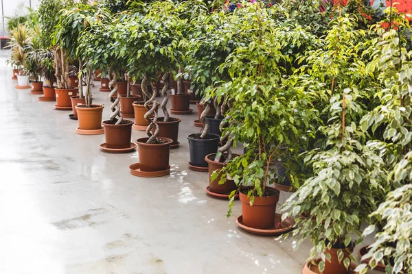 Plantas verdes y ficus en macetas en invernadero - foto de stock