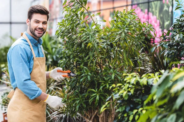 Bonito homem cortando plantas verdes em estufa — Fotografia de Stock