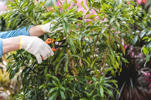 Vue rapprochée des plantes coupantes de jardinier avec élageur — Photo de stock