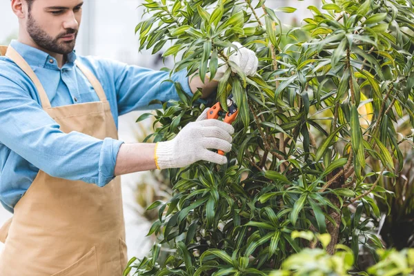 Guapo jardinero cortando árbol verde en invernadero - foto de stock