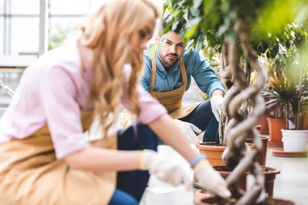 Mann sieht Gärtnerin mit Schaufel an, die Ficus in Gewächshaus pflanzt — Stockfoto