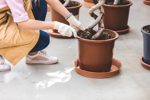 Vue rapprochée de femme avec pelle plantant ficus en serre — Photo de stock