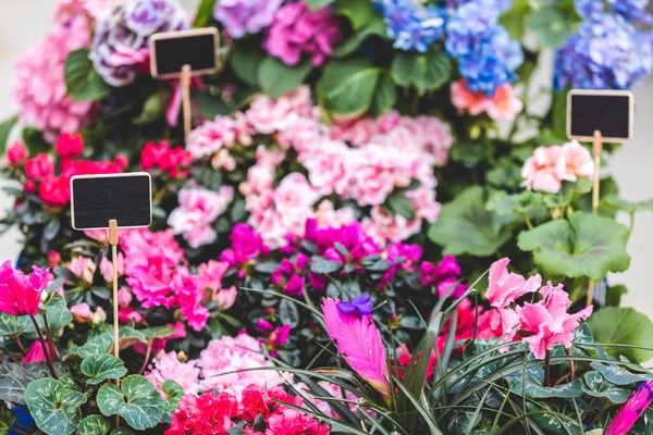 Flores de colores en macetas con etiquetas vacías en floristería - foto de stock
