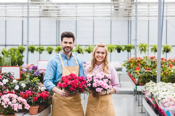 Young male and female gardeners holding pots with azalea flowers — Stock Photo