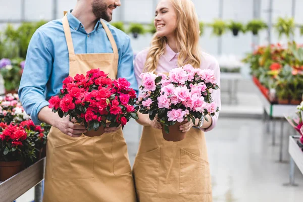 Couple of owners of greenhouse holding pots with azalea flowers — Stock Photo
