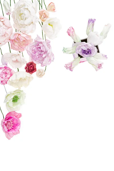 Colorful peony flowers — Stock Photo