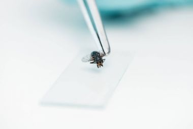 Laboratuvar sinek ile deneme