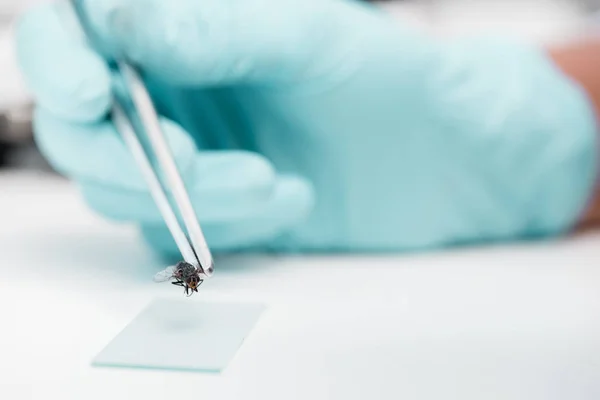 Experiment with fly in laboratory — Stock Photo, Image