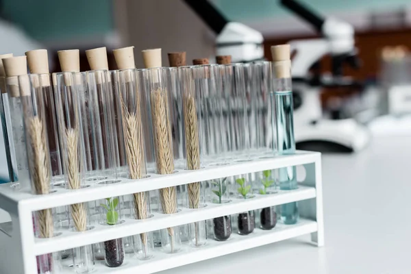 Test tubes in chemical laboratory — Stock Photo