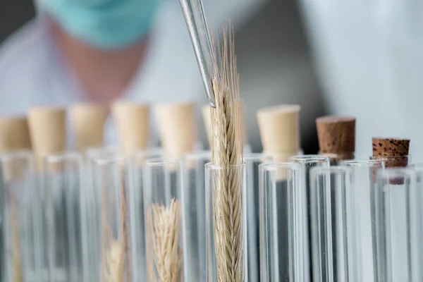 Tubos de teste em laboratório químico — Fotografia de Stock