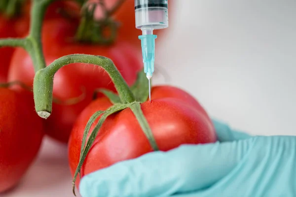 Cientista com seringa e tomate — Fotografia de Stock