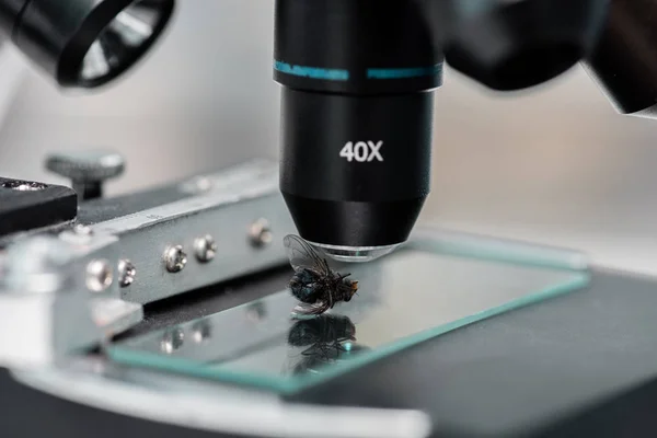 Diapositiva del microscopio con mosca - foto de stock