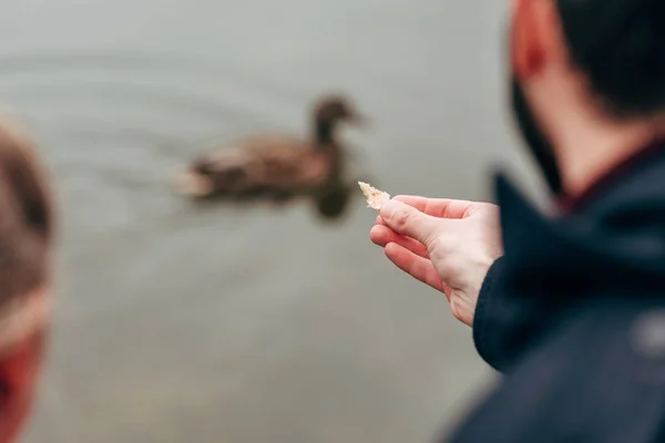 Man feeding duck — Stock Photo
