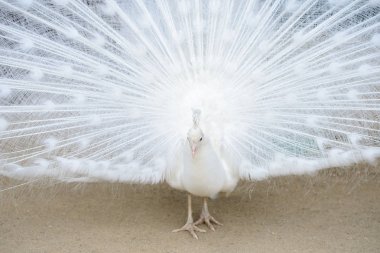 Yaymak kuyruklu beyaz tavus kuşu