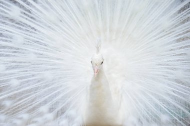 Yaymak kuyruklu beyaz tavus kuşu